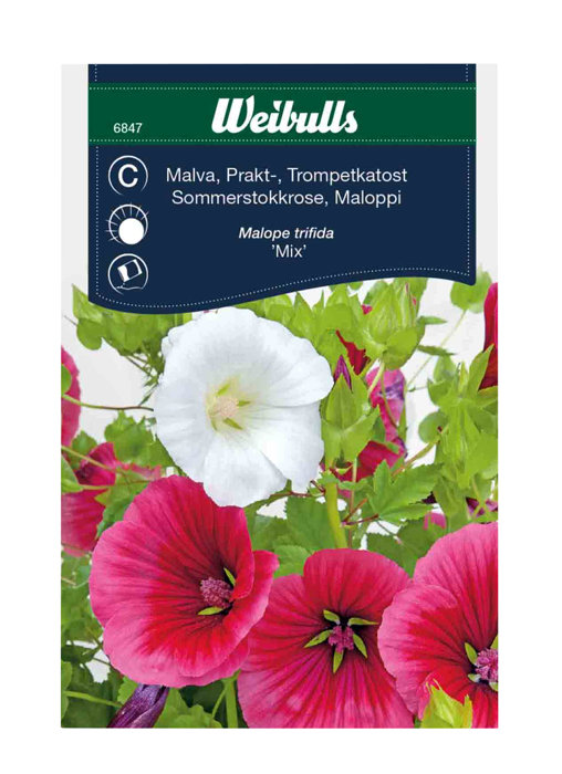 Trompetkatost 'Mix'